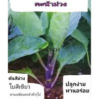 ราคา เมล็ดพันธุ์ คะน้า สีม่วง เพอเพิล Purple Kale บรรจุ 50 เมล็ด (57656714759)