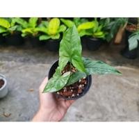 ราคา เงินไหลมาด่างขาว ไหลขาว เงินไหล (3087654351)