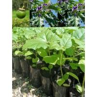 ราคา ต้นมะเขือบราซิล มะเขือต้น หรือมะเขือยักษ์ ส่งฟรี (43007533215)