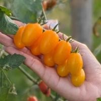 ราคา [5แถม1] เมล็ดพันธุ์มะเขือเทศ Flavio |เนื้อแน่น ทนร้อน ทนโรค (20-25เมล็ด) (42179211035)