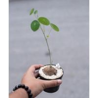 ราคา บัวบก บัวบกโขด บัวบกป่า (4747277456)