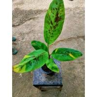 ราคา กล้วยเล็บมือนางด่างลายพราง ลวดลายสีสันสวยสะดุดตา (ขายพร้อมกระถาง6นิ้ว) (9469384322)