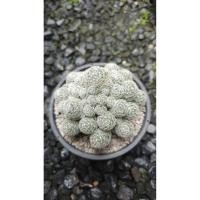 ราคา Mammillaria duwei / แมมมิลลาเรีย ดูเวย (56606174320)