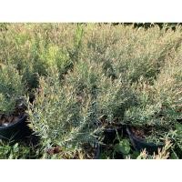 ราคา สนหอม ไล่ยุงไปไกลๆ อย่าได้เข้าใกล้ฉัน ไม้แดดเลี้ยงไล่ยุงได้ค่ะ กลิ่นหอม (8119538758)