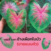 ราคา ช้างเผือกใบบัว บอนสี ไม้ประดับ (11555731690)