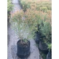 ราคา สนหอมไล่ยุงไม้ประดับ (27306330540)