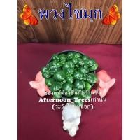 ราคา ต้นพวงไข่มุก (ไม้ร่ม) ส่งพร้อมกระถางขนาด 3 นิ้ว 1ต้นก็ส่งค่ะ (5334034689)