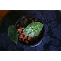 ราคา ต้นแก้วสารพัดนึกตัวผู้ ต้นแก้วสารพัดนึก Alocasia Amazonica ว่านแก้วสารพัดนึก ไม้ประดับกระแสนิยม (14916701558)