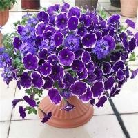 ราคา เมล็ดพันธุ์ 30 เมล็ด/แพ็คมอร์นิ่งกลอรี่ผสมสีทึบพิทูเนียเมล็ด petunia flower seeds ผสมสีเมล็ดมอร์นิ่งกลอรี่ง่าย ๆ (46551417052)