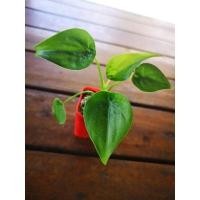 ราคา ต้นนางกวักใบโพธิ์ ไม้มงคล (12110910587)