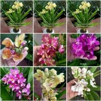 ราคา (1ต้น)(ขาย ต้นพันธุ์) ดอก ต้น กล้วยไม้ดิน ต้นกล้วยไม้ดิน สี ม่วง ชมพู โอรส แฟนซี เหลือง ขาว fadel (12825830651)