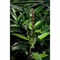 ราคา ต้นพันธุ์กระดูกไก่ดำ รากและใบนำมาต้มกับน้ำใช้อาบแก้โรคผิวหนังและผื่นคันตามตัว ถุงดำละ 39 บาท (25966370232)