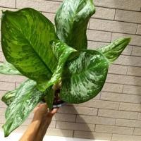 ราคา ต้นเศรษฐีพันล้าน ไม้มงคลเสริมโชคลาภทรัพย์สินเงินทอง (21508081268)