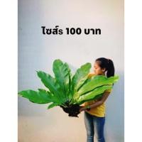 ราคา เฟิร์นข้าหลวง ต้นเฟิร์น (4793905369)