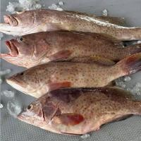 ราคา ปลาเก๋าดอกแดง เก๋าอันดามัน ปลาธรรมชาติทะเลสตูล ขนาด3-4 ตัวโล (50154657489)