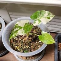 ราคา บอนหูช้างด่างขาว alocasia gageana albo และ บอนหูช้างด่างเหลือง alocasia gageana aurea (14022114726)