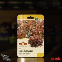 ราคา ผักสลัด เรดโอ๊คพลัส โตไว ปลูกง่าย ศรแดง (3278615665)