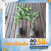 ราคา ชิงชันไม้ป่าเศรษฐกิจ (21231359259)