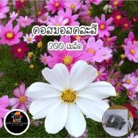 ราคา ดาวกระจายฝรั่งเศส หรือดอกคอสมอส สีชมพู ขาว แดง ชุดละ 65 บาท มี 300 เมล็ด 3 ชุด มีส่วนลด20฿.‼️ (6751911883)