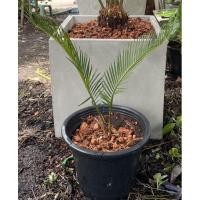 ราคา ต้นปรงญี่ปุ่น แยกหน่อมาจากต้นแม่ (12108088773)