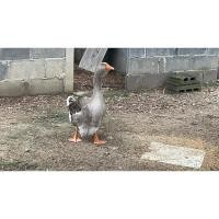 ราคา ไข่เชื้อห่านโทเลาพลูสวยๆพร้อมส่ง ฟองละ 500 บาท (21980985440)