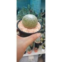 ราคา แมมนกฮูก..5.cm.ไม้เพาะเมล็ดMammillaria microthele (6648302528)