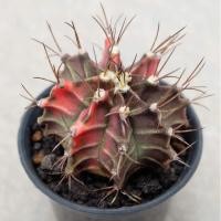 ราคา แคคตัส​ ยิมโนคาลิเซียมไม้ด่างหัวสี​ GYMNO​ CALYCIUM​ CACTUS (8358312396)