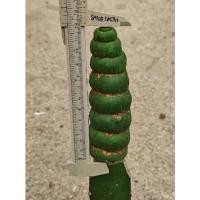 ราคา เกลียวสวาทeulychnia castanea spiralis (4694245781)