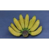 ราคา หน่อกล้วยนางพญา หน่อสมบูรณ์พร้อมปลูก (23381042977)