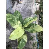 ราคา เศรษฐีวิลสันด่าง สิงห์บุรี (13419847628)