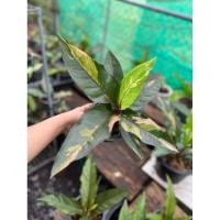 ราคา โชคเก้าชั้นด่างชมพู กระถาง 8 นิ้ว #โชคเก้าชั้นด่างชมพู (29510212750)