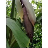 ราคา หน่อกล้วยน้ำว้า​พัน​พระ​เทพพระราชทาน​เป็นกล้วยที่ออกผลที่ใหญมากใหญ่กว่ากล้วยหอมลูกเนื้อแน่นก็ฟรีเมล็ด​ทอง​อุไร​20​ (21514563060)