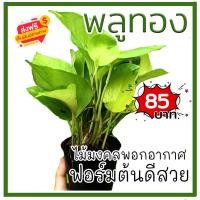 ราคา ต้นพลูทอง พูลด่าง กระถาง 4 นิ้ว ต้นไม้มงคล ต้นไม้ฟอกอากาศ (41157774893)