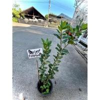 ราคา Laurel Bay Leaf (Bay Leaf)ใบกระวานฝรั่ง ใบเบย์ ใบกระวาน เครื่องเทศฝรั่ง ต้นใหญ่แข็งแรงพร้อมปลูก (20186869065)