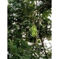 ราคา สะตอข้าว สะตอใต้10-12 ฝัก (4106202400)