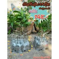 ราคา ชุด 4 ต้น มะยงชิดพันธุ์ทูลเกล้าพันธุ์แท้ต้นเสียบยอด ขนาด 35-40 เซน ต้นพร้อมส่ง (4542578514)