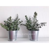 ราคา ใบยูคาลิปตัสแห้ง แบบใบกลม คละไซส์ในกระถาง IKEA 4 นิ้ว (7174801225)