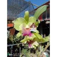 ราคา กล้วยไม้ แคทลียา แคทลียาเมมเฮเรนบราว กระถาง3"ครึ่ง ไม่ติดดอก แต่ไม้เป็นไซต์ให้ดอกได้แล้วค่ะ (5660314038)