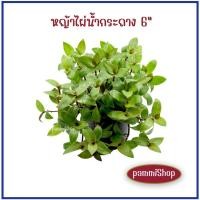 ราคา หญ้าไผ่น้ำ ในกระถาง 6 นิ้ว หญ้าไผ่น้ำกระถาง หญ้าไผ่น้ำพร้อมปลูก ต้นหญ้าไผ่น้ำ ต้นหญ้าไผ่น้ำพร้อมปลูกลงดิน (16702964719)