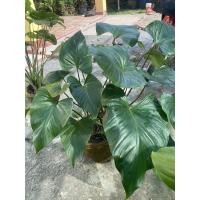 ราคา ว่านเสน่ห์จันทร์แดงโบราณ หัวหอม ใบหอม รากหอม พร้อมส่งตามรูปที่ลง (11733259615)