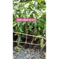 ราคา ต้นพันธุ์มะม่วงมันศาลายา สูง80-100ซม. พันธุ์แท้100% กิ่งทาบ พร้อมปลูกได้เลย (22737695733)