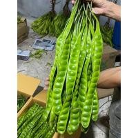 ราคา สะตอข้าว❗สะตอสด❗สะตอยะลา❗10ฝัก❗10ฝัก❗ (23256040778)