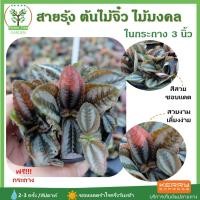 ราคา [ต้นไม้จิ๋ว] ต้นสายรุ้ง พร้อมกระถางฟรี ขนาด3นิ้ว ไม้มงคล ไม้ฟอกอากาศ ต้นสูง 7-10 ซม.วางบนโต๊ะทำงานได้ (4436946210)