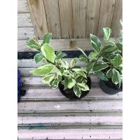 ราคา ไทรเกาหลีด่าง. ไม้ด่าง ยอดชมพู (9983772517)