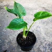 ราคา ต้นนางกวัก ต้นกวักใบโพธิ์ ต้นนางกวักเงิน ไม้มงคลเสริมฮวงจุ้ย ปลูกไว้กวักเงินทอง ส่งแบบถอนราก และพร้อมกระถาง!! (6094760603)