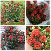 ราคา (ขาย ต้นพันธุ์) ดอก ต้น ต้นเข็มพิกุล เข็มพิกุล สี แดง fadel (11334325190)
