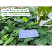 ราคา ต้นกล้วยไข่พันธุ์เกษตรศาสตร์ 2 ปราศจากหนอนกอ 100%ไซส์อายุ 1.5 เดือน (จำนวน 10 ต้น) (25536623083)