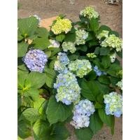 ราคา ต้นไฮเดรนเยีย พันธุ์เบา ราคาถูกมาก พุ่มสวย (19979450970)