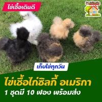 ราคา ไข่เชื้อไก่ซิลกี้ อเมริกา สำหรับการฟัก 10 ฟอง (11546775311)