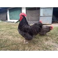 ราคา ไข่เชื้อสำหรับฟัก 12 ฟอง ไข่ไก่สายพันธุ์ออสตราลอป (15047147480)